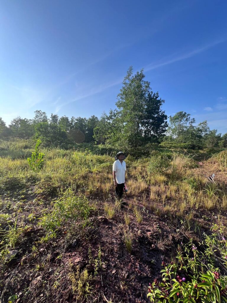Akasia Mangium: Sumber Nektar Premium Untuk Madu Kelulut Botaney